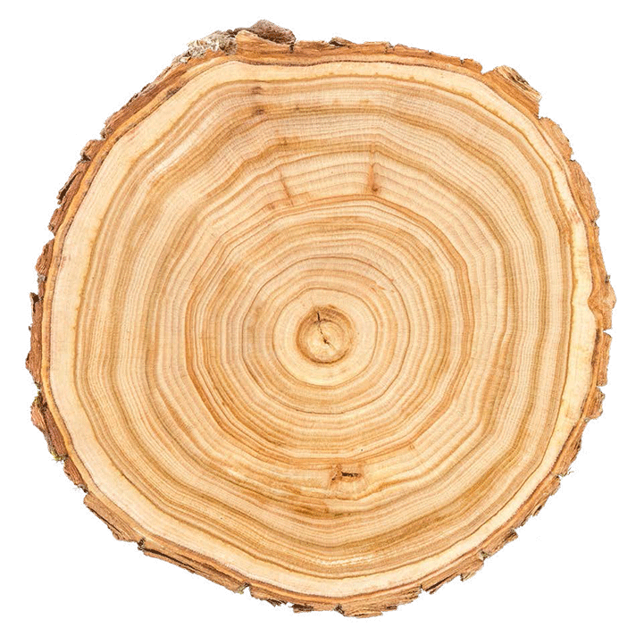 D&eacute;coupe int&eacute;rieure d'un rondin de bois